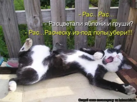 Позитивные прикольные зверушки