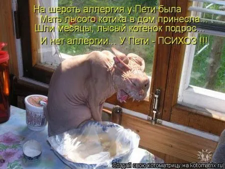 Позитивные прикольные зверушки