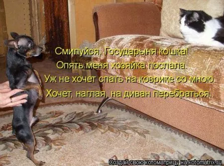 Позитивные прикольные зверушки