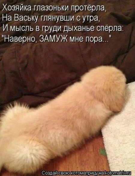 Позитивные прикольные зверушки