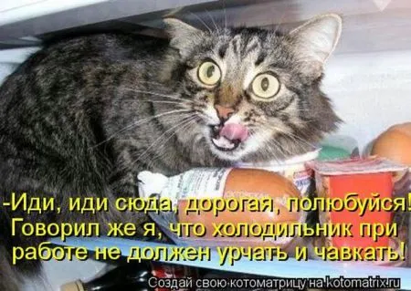 Позитивные прикольные зверушки