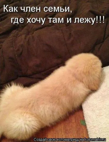 Позитивные прикольные зверушки