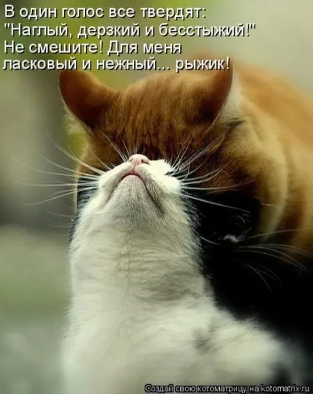 Позитивные прикольные зверушки