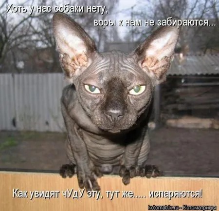 Позитивные прикольные зверушки