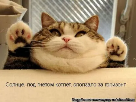 Позитивные прикольные зверушки