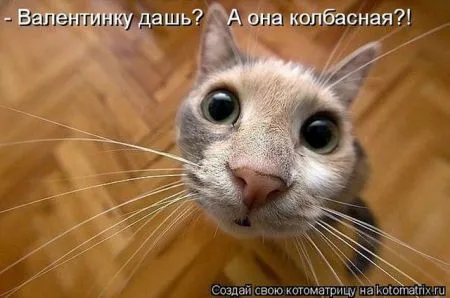 Позитивные прикольные зверушки