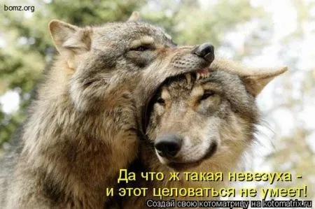 Позитивные прикольные зверушки
