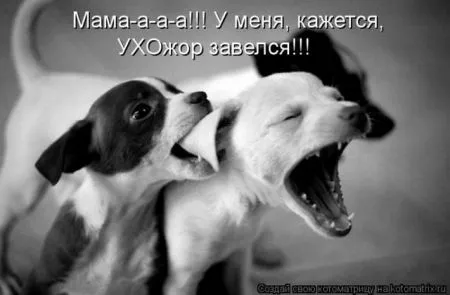 Позитивные прикольные зверушки