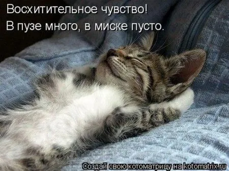 Позитивные прикольные зверушки