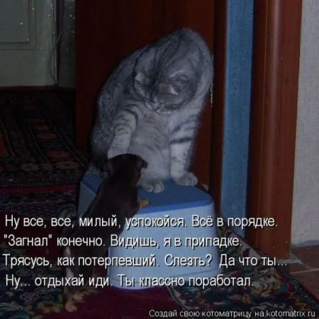 Позитивные прикольные зверушки