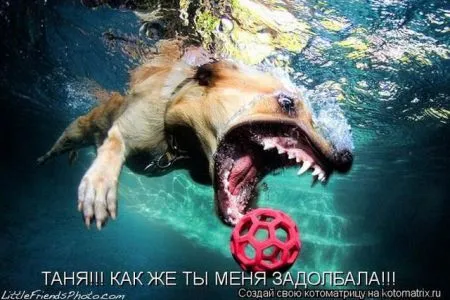 Позитивные прикольные зверушки
