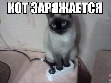 Коту котлетку, тебе фото приколы
