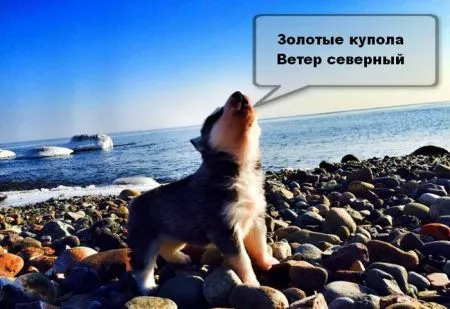 Коту котлетку, тебе фото приколы