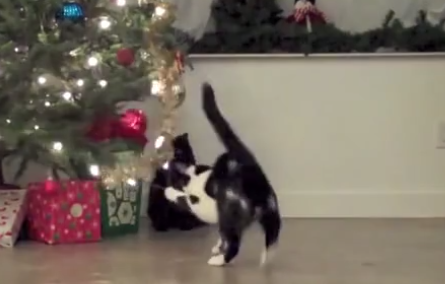 Коты против новогодних елок