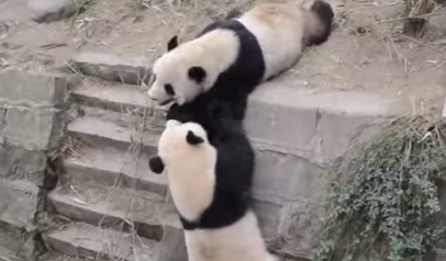 Дерзкие "кунг-фу" панды