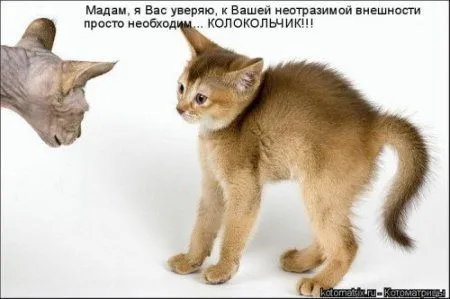 Новогодняя котоматрица