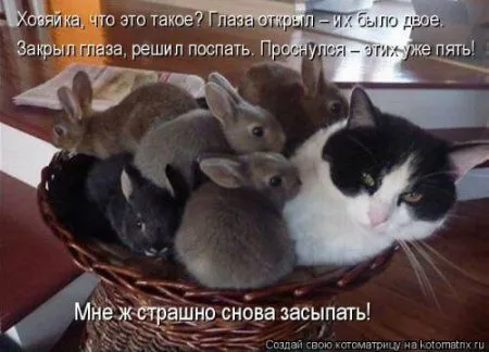 Новогодняя котоматрица
