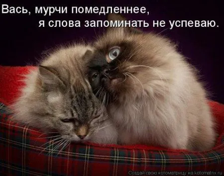 Новогодняя котоматрица