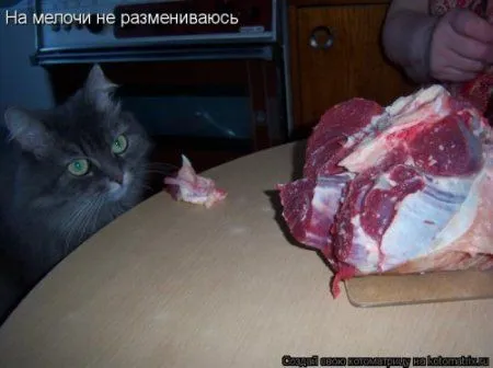 Новогодняя котоматрица