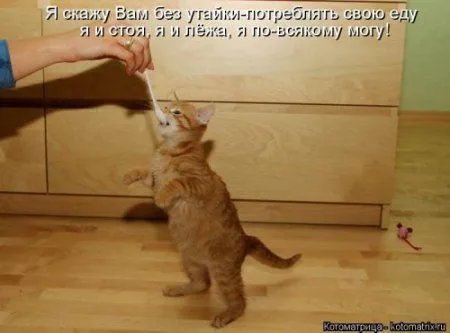 Новогодняя котоматрица