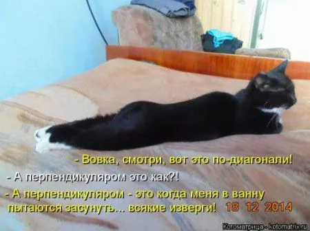 Новогодняя котоматрица
