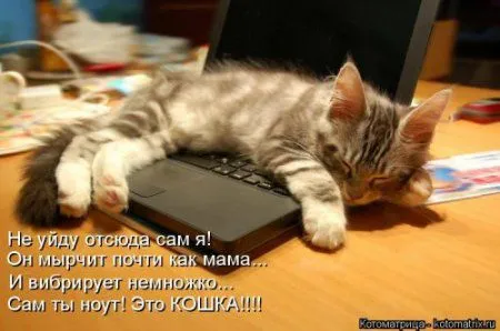 Новогодняя котоматрица