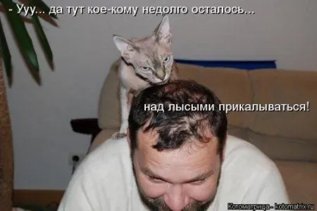 Новогодняя котоматрица