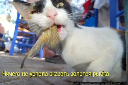 Новогодняя котоматрица