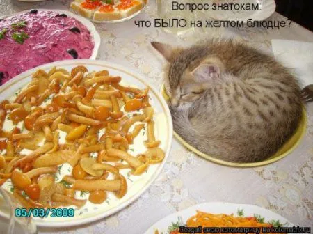 Новогодняя котоматрица