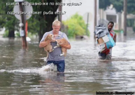 Новогодняя котоматрица
