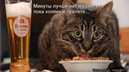 Новогодняя котоматрица