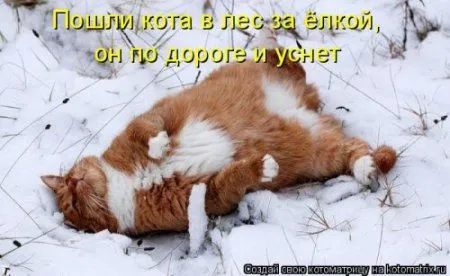 Новогодняя котоматрица