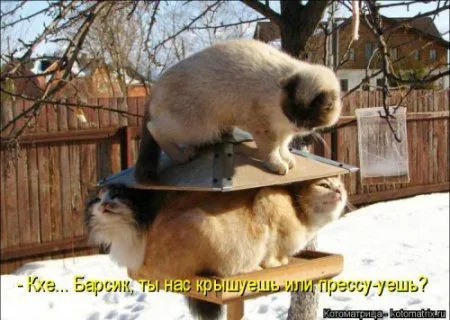 Новогодняя котоматрица