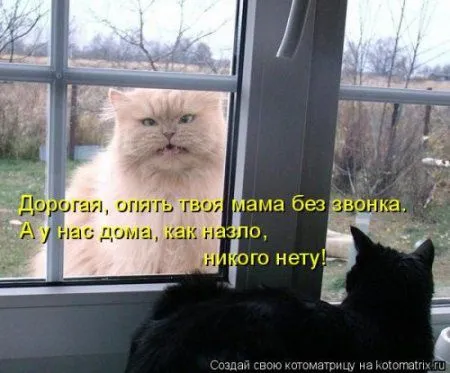 Новогодняя котоматрица