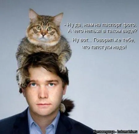 Новогодняя котоматрица