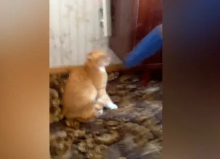 Мстительный кот