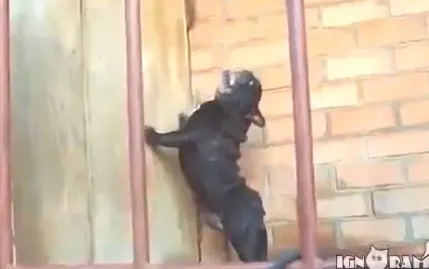 Собака возмущена, что ей не открывают