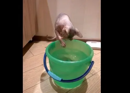 Кот и ведро с водой