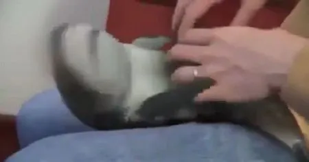Замечательные видео приколы от 2015 года