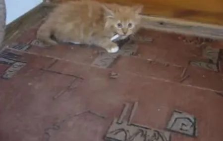 Коту тоже тяжело бросить курить
