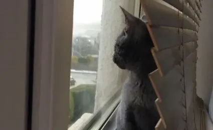Котенок и первый снег