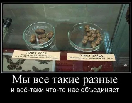 Демотиваторы, вот так и живем