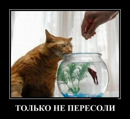 Демотиваторы, вот так и живем