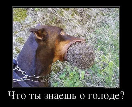 Демотиваторы, вот так и живем