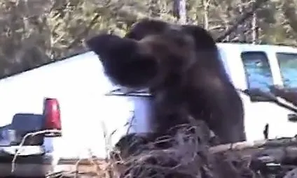 Медведь пришел в гости