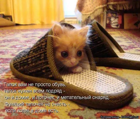 Котоматрицы прикольные и не только с котами