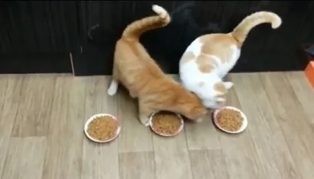Жадный кот