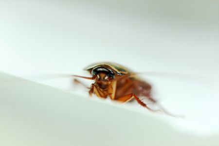 Исследование, заявляющее, что тараканы имеют личности