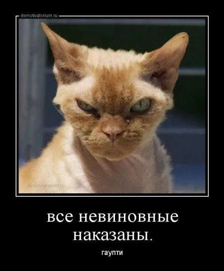 Демотиваторы которые хотят чтобы ты их посмотрел