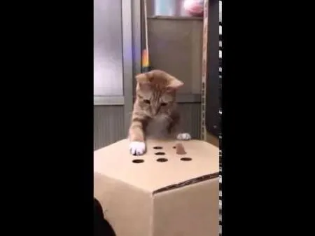 Игрушка для котика